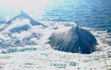 Zdjęia z RPA i Mozambiku