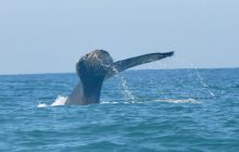 Zdjęia z RPA i Mozambiku