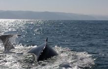 Zdjęia z RPA i Mozambiku