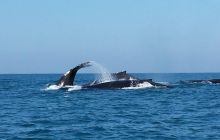 Zdjęia z RPA i Mozambiku