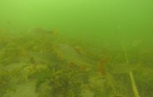 Ciekawostki z Kłodna