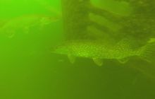 Ciekawostki z Kłodna