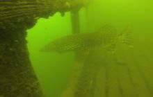 Ciekawostki z Kłodna