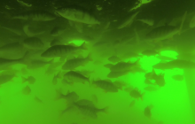 Ciekawostki z Kłodna