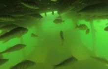 Ciekawostki z Kłodna