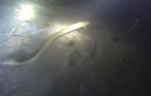 Ciekawostki z Kłodna