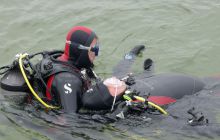 Bociany odlatują do Egiptu