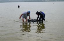 Bociany odlatują do Egiptu