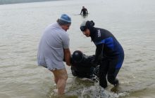 Bociany odlatują do Egiptu