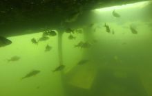 A nam jest szkoda lata