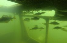 A nam jest szkoda lata