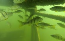 A nam jest szkoda lata