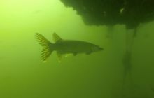 A nam jest szkoda lata