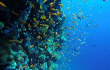 Safari Abu Fandera listopad 2013