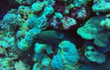 Safari Abu Fandera listopad 2013