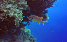 Safari Abu Fandera listopad 2013