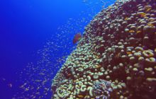 Safari Abu Fandera listopad 2013