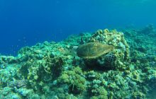 Safari Abu Fandera listopad 2013