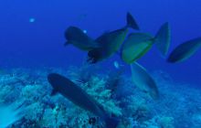 Safari Abu Fandera listopad 2013