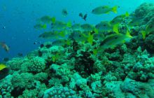 Safari Abu Fandera listopad 2013