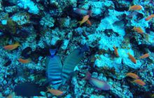 Safari Abu Fandera listopad 2013