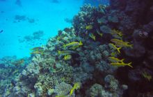 Safari Abu Fandera listopad 2013