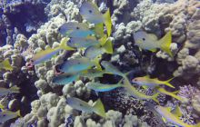 Safari Abu Fandera listopad 2013