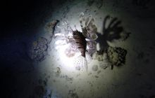 Safari Abu Fandera listopad 2013