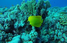 Safari Abu Fandera listopad 2013