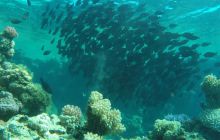 Safari Abu Fandera listopad 2013