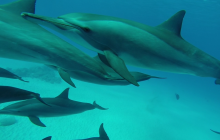 Safari Abu Fandera listopad 2013