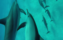 Safari Abu Fandera listopad 2013