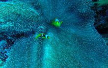 Safari Abu Fandera listopad 2013