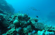 Safari Abu Fandera listopad 2013