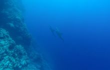 Safari Abu Fandera listopad 2013