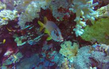 Safari Abu Fandera listopad 2013