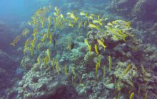 Safari Abu Fandera listopad 2013