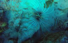 Safari Abu Fandera listopad 2013