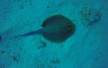 Safari Abu Fandera listopad 2013