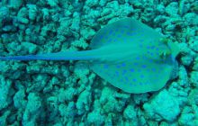 Safari Abu Fandera listopad 2013