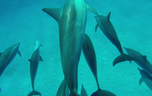 Safari Abu Fandera listopad 2013