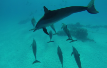 Safari Abu Fandera listopad 2013