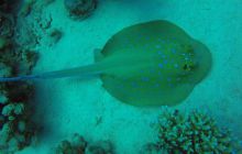 Safaga listopad 2013