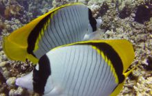 Safaga listopad 2013