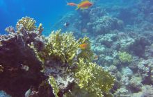 Safaga listopad 2013