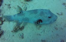 Safaga listopad 2013