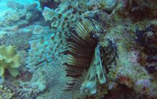 Safaga listopad 2013