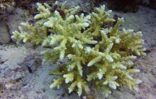 Safaga listopad 2013