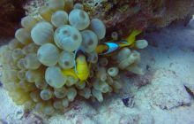 Safaga listopad 2013