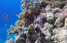 Safaga listopad 2013